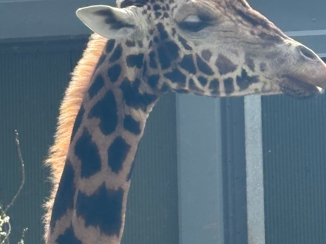 Fota Wildlife Park-Carrigtwohill必去景点