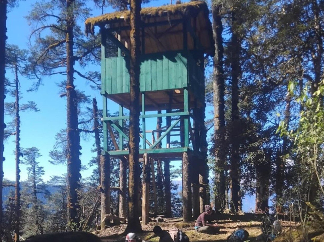 Red Panda Sightseeing Walks