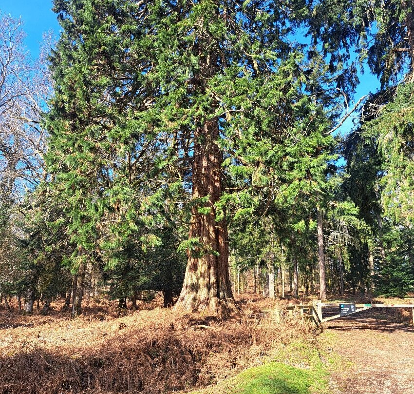 新森林国家公园-林德赫斯特必去景点