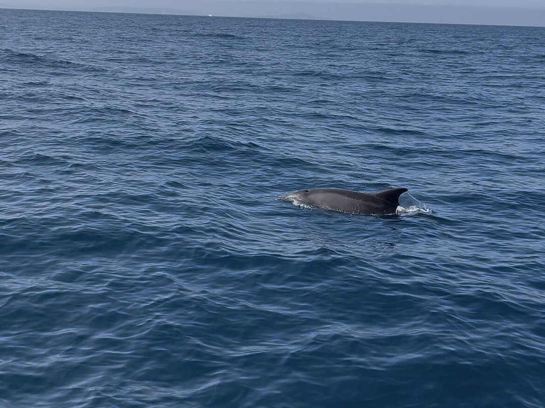 Corse Nautic Escape-博尼法乔必去景点