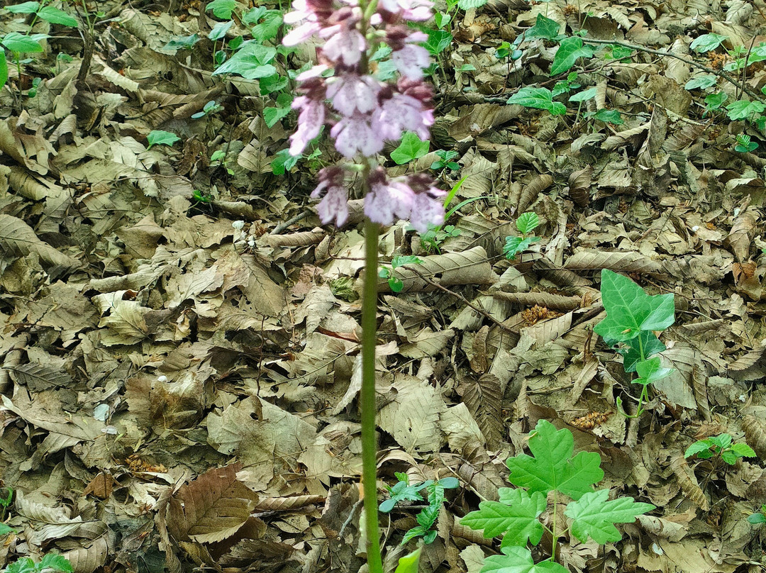 Parco di Villa Chiozza-Cervignano del Friuli必去景点