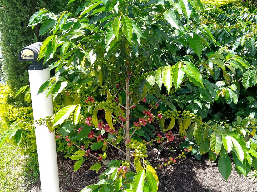 Vilcaroma Coffee-Vilcabamba必去景点