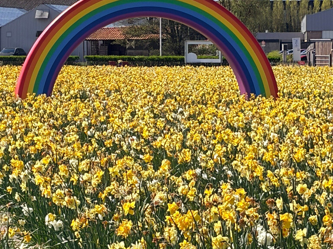 Tulip Experience Amsterdam-诺德韦克豪特必去景点