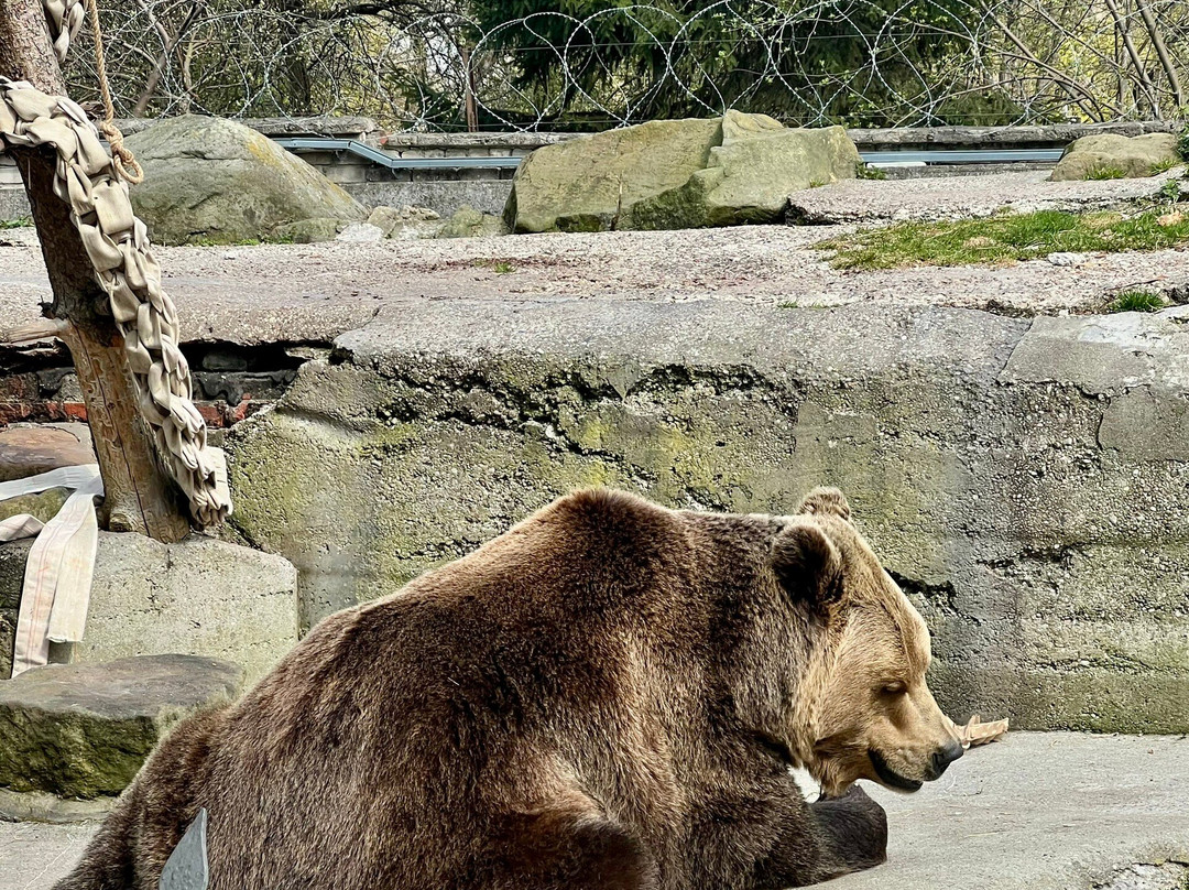 Kaliningrad Zoopark-加里宁格勒必去景点