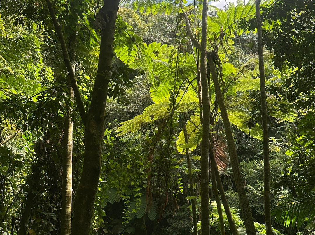 Encanto tours PR-Isla Verde必去景点