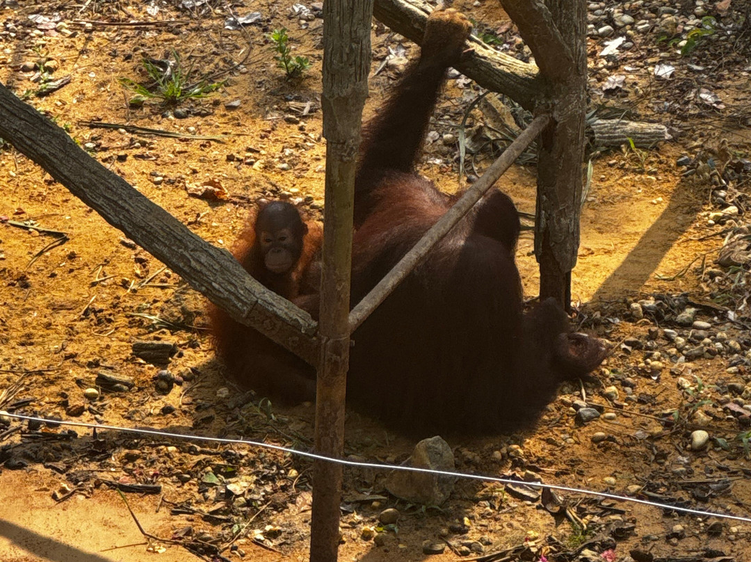 Bukit Merah Orang Utan Island Foundation-新芒魏必去景点