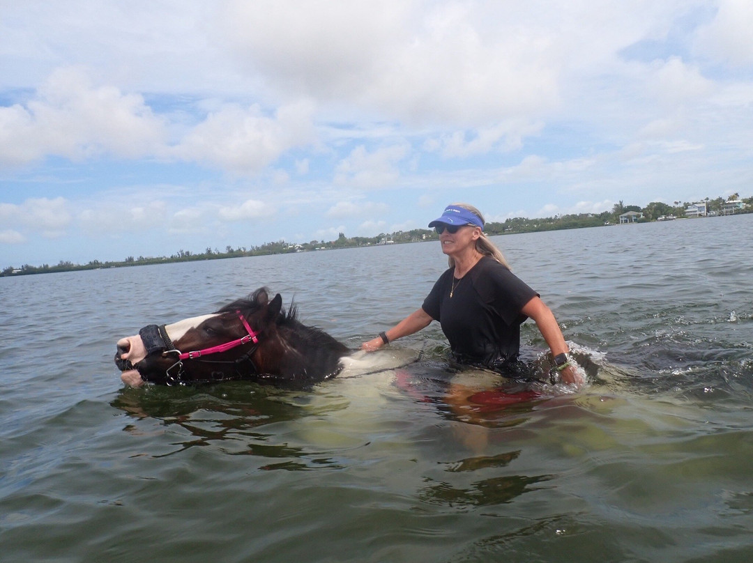 C Ponies Beach Horseback Rides-布雷登顿必去景点