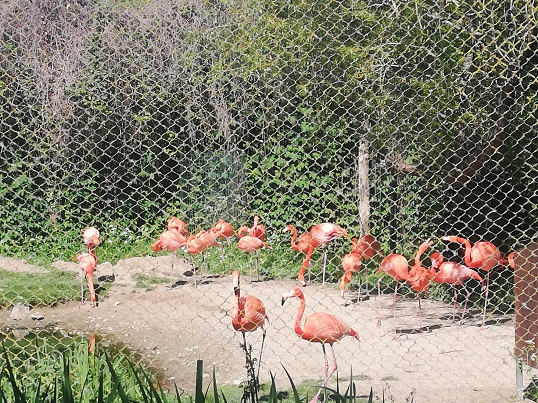 Zoo des Sables-莱萨布勒多洛讷必去景点