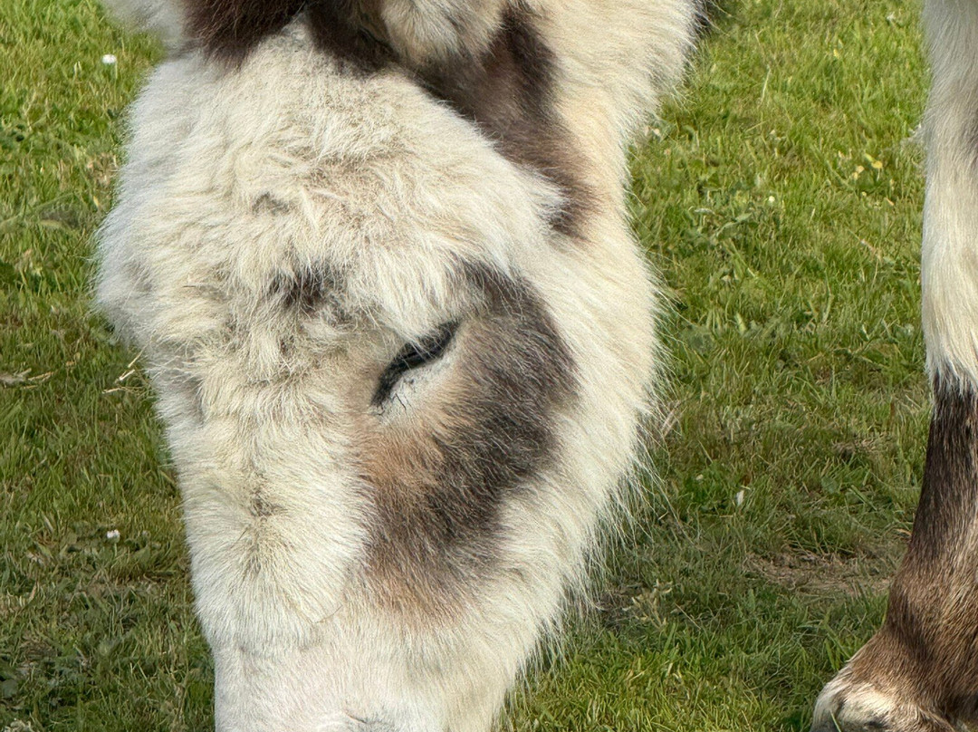 The Donkey Sanctuary-西德茅斯必去景点