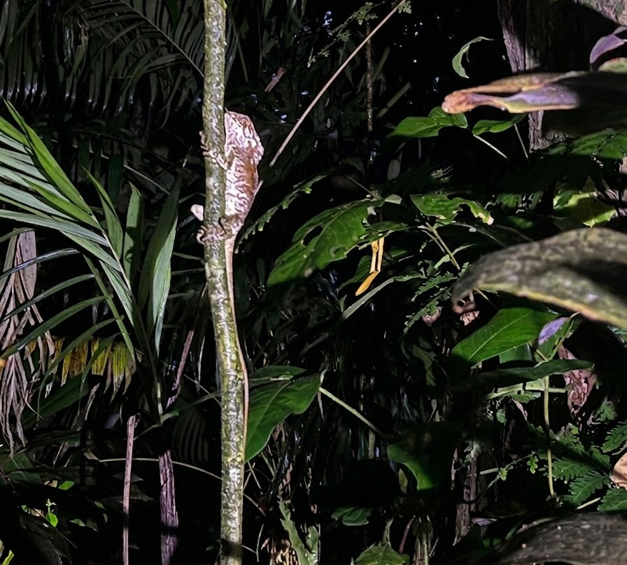 Frog's Paradise-Bijagua de Upala必去景点