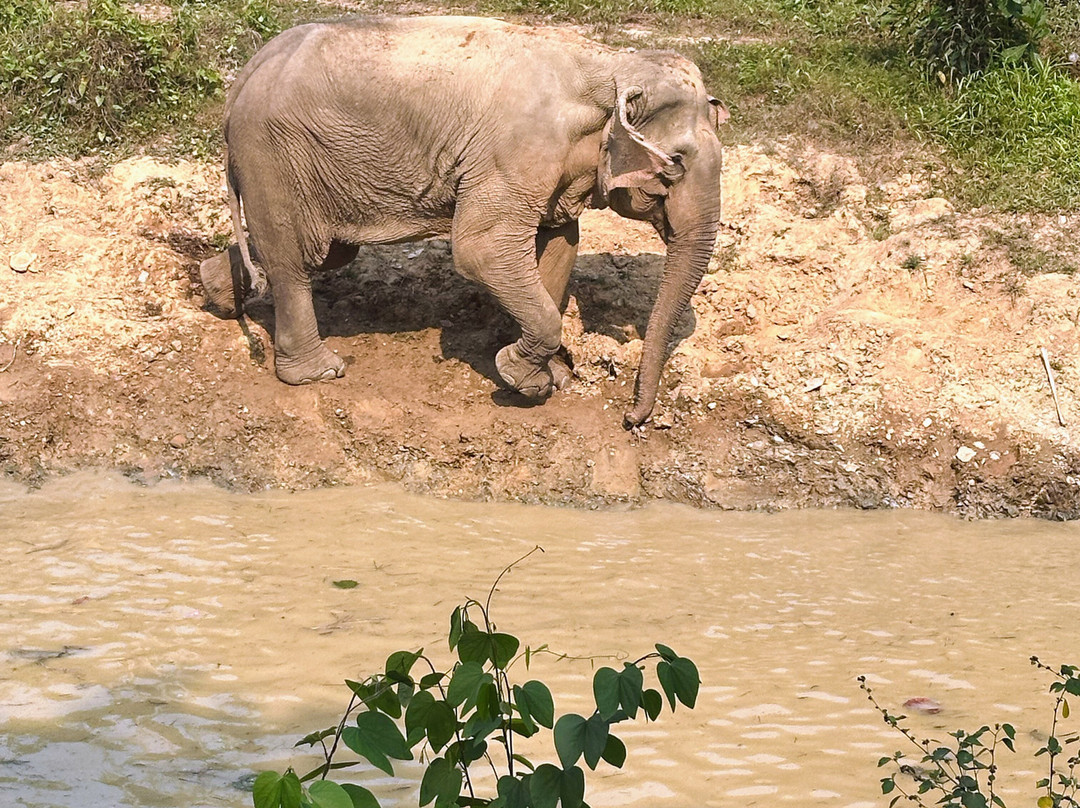 Boon Lott's Elephant Sanctuary-素可泰必去景点