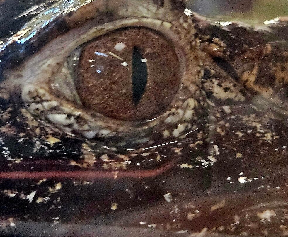 Crocodiles of the World-Brize Norton必去景点