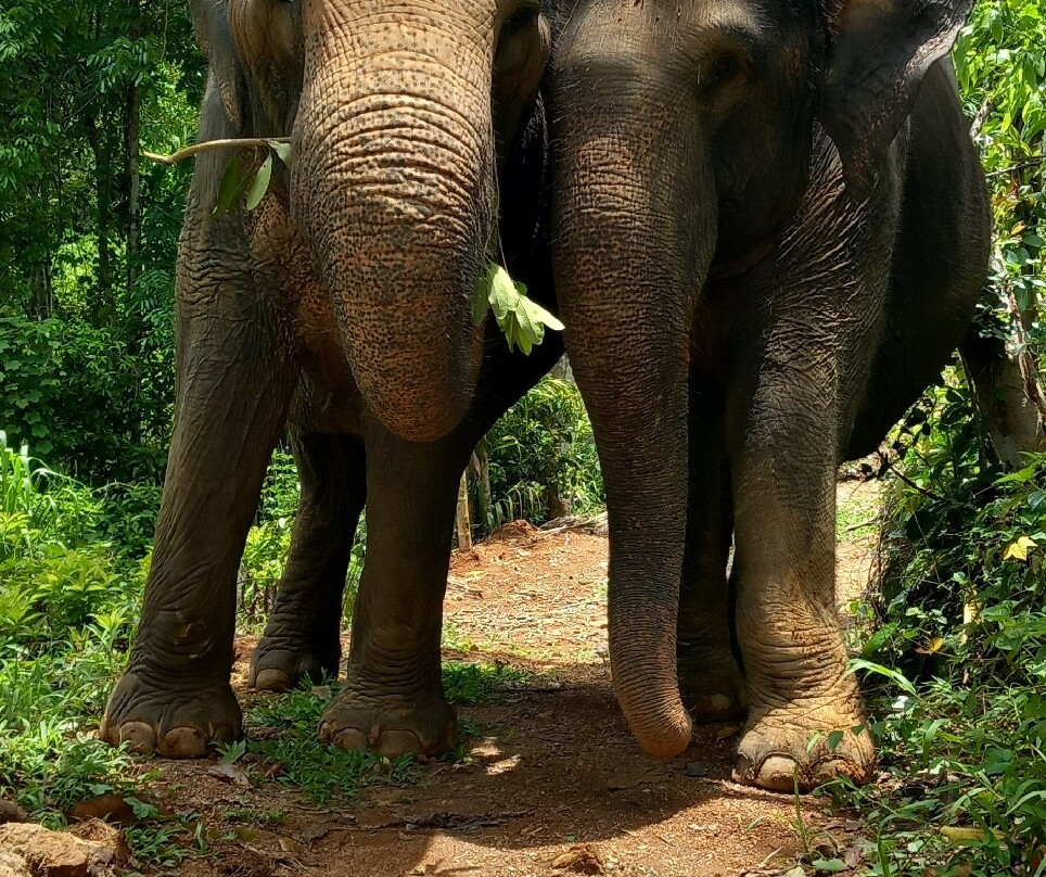 Elephant Freedom Project-凯格勒 必去景点