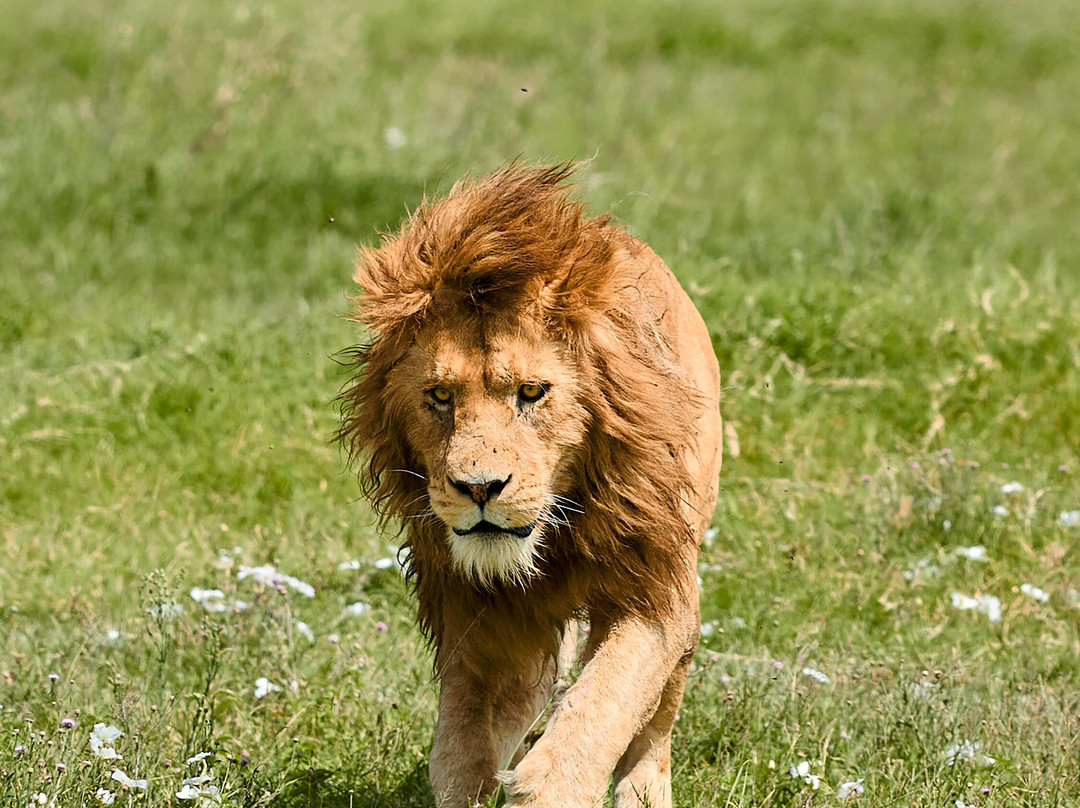 Ngorongoro Crater-恩戈罗恩戈罗保护区必去景点