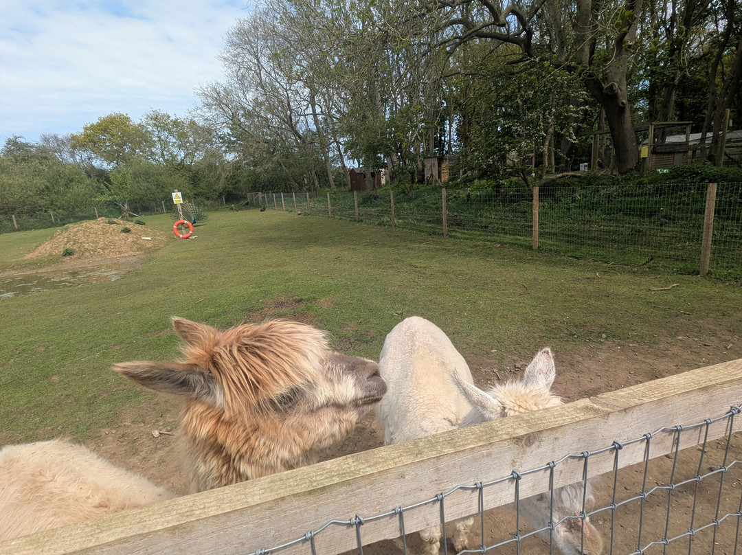 Bridlington Animal Park-布里德灵顿必去景点