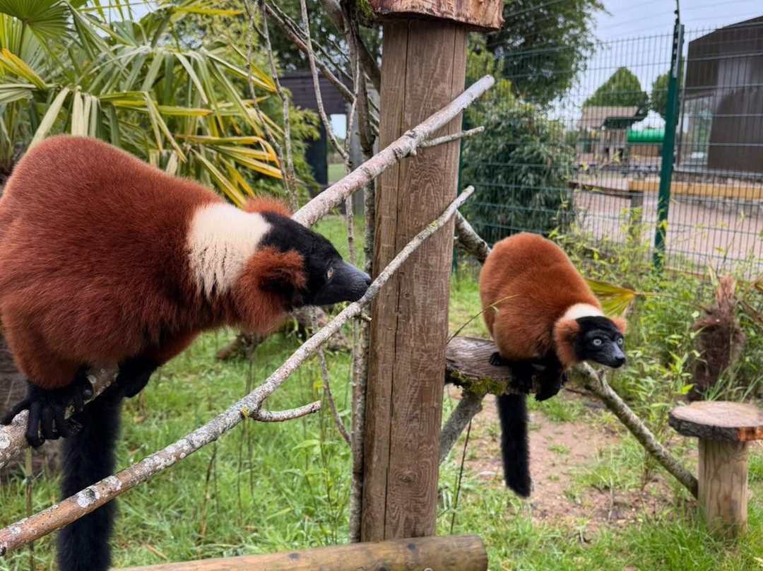 Twycross Zoo-Atherstone必去景点