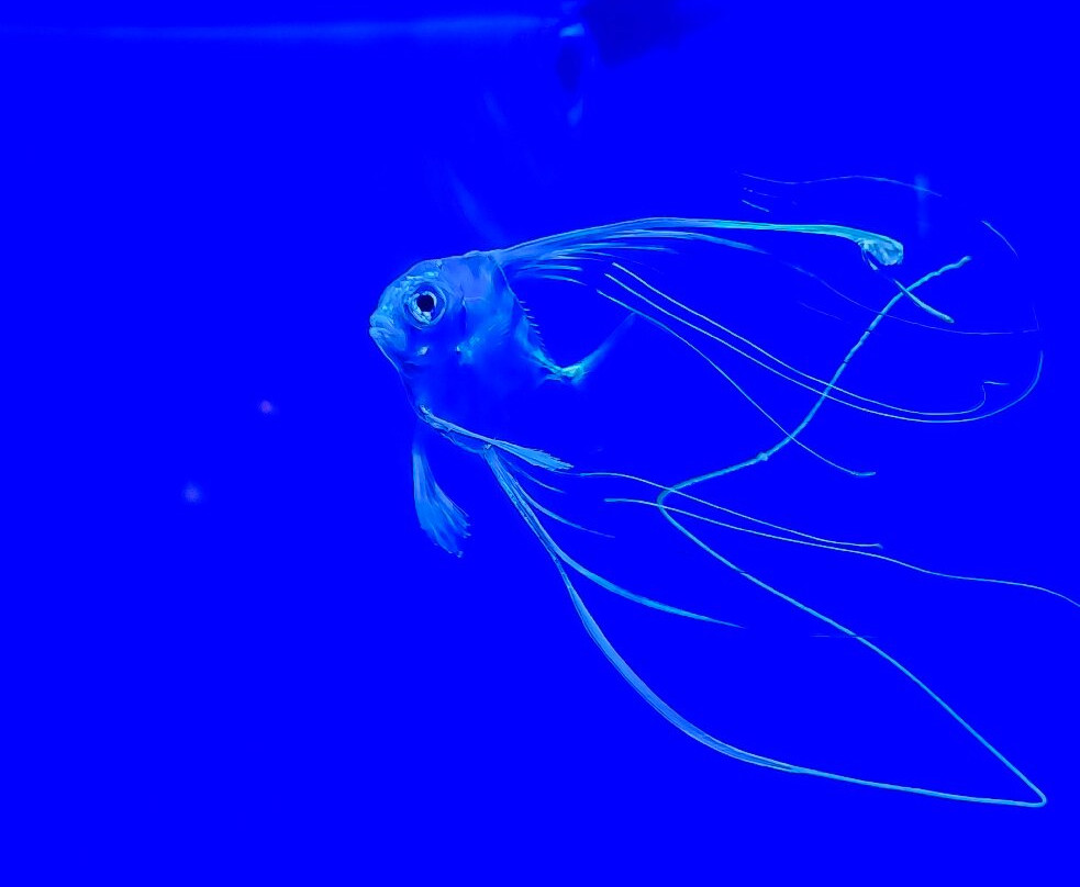 冲绳美之海水族馆-本部町必去景点