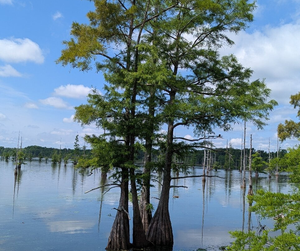 Black Bayou Lake National Wildlife Refuge-门罗必去景点