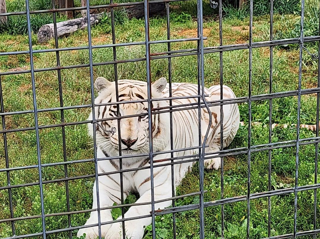National Tiger Sanctuary-Saddlebrooke必去景点