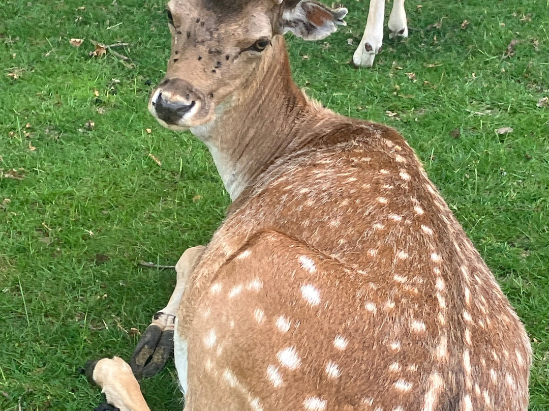 Knole House Estate Walking Trails-Sevenoaks必去景点