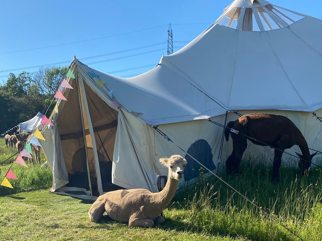 Tickhill Alpacas-Tickhill必去景点