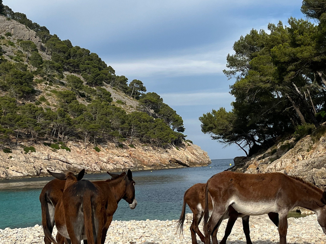 Cala Murta-波连萨必去景点