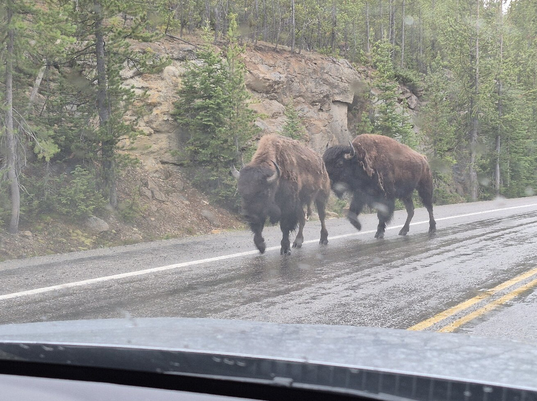 Yellowstone National Park-黄石国家公园必去景点