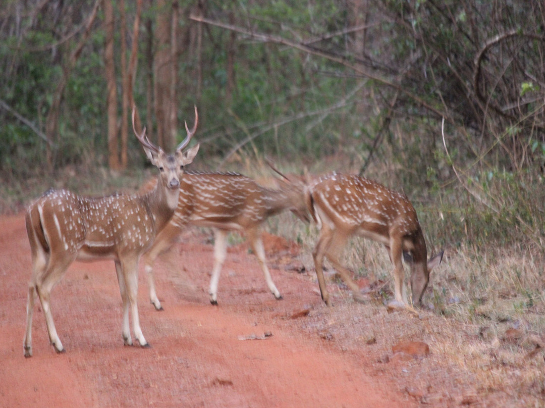 Tadoba Jungle Camp - Jungle Camps India主图