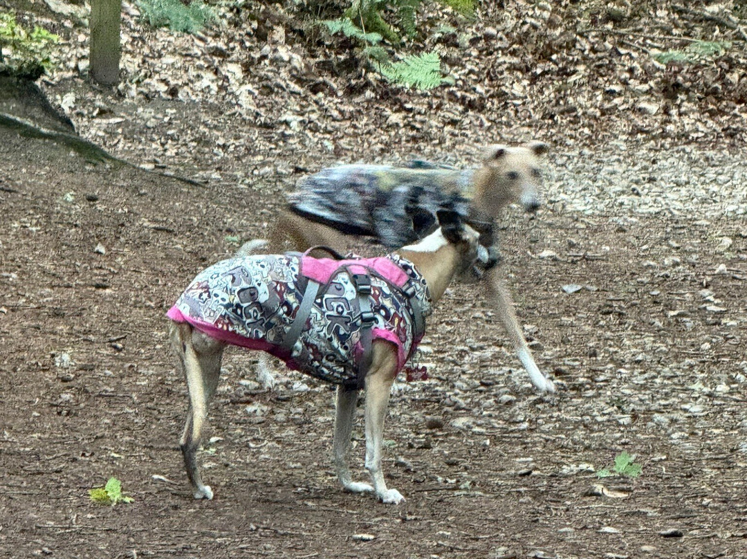 Holt Country Park-诺威奇必去景点