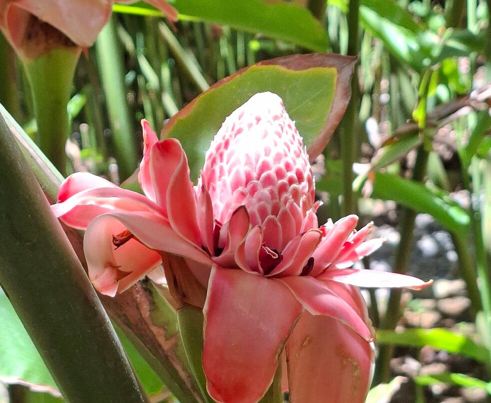 Jardin Botanique de Deshaies-Deshaies必去景点