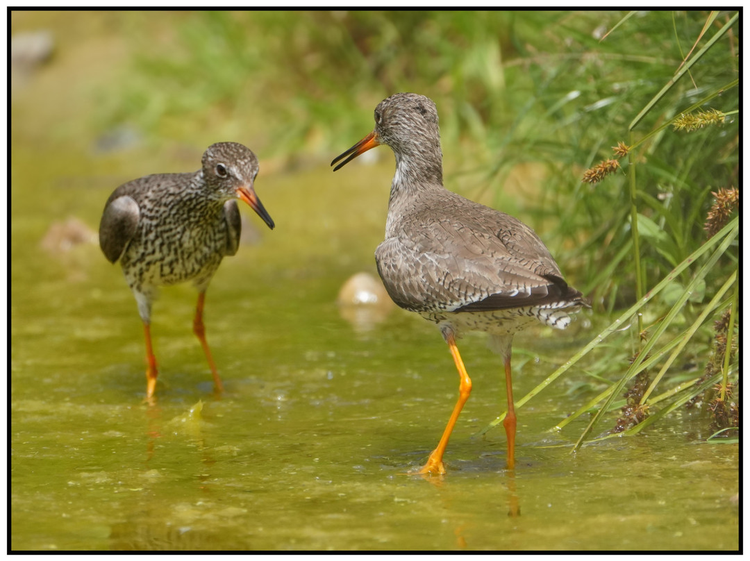 WWT Slimbridge Wetland Centre-Slimbridge必去景点