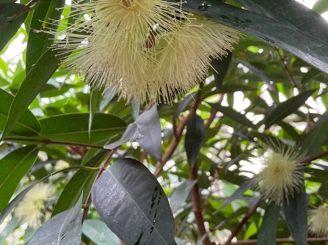 TU Delft Hortus Botanicus-代尔夫特必去景点