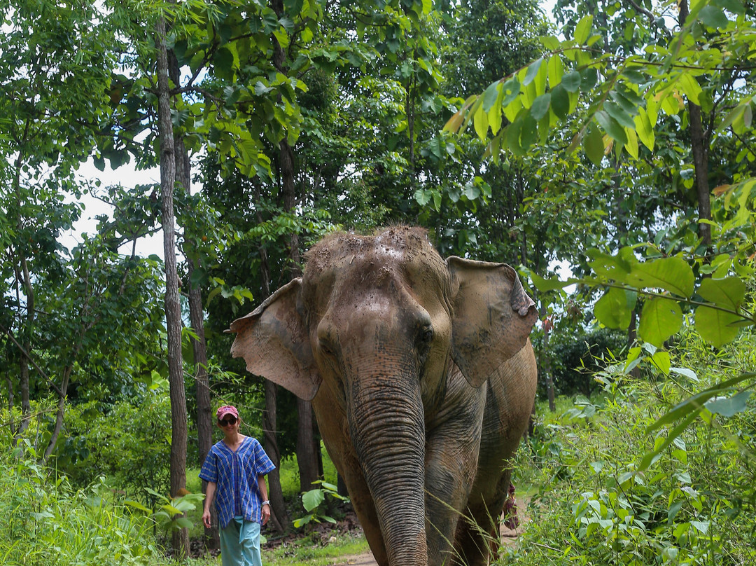 Maerim Elephant Sanctuary-夜林必去景点