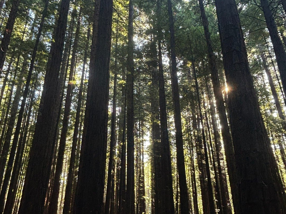 Redwood Forest-华伯登必去景点