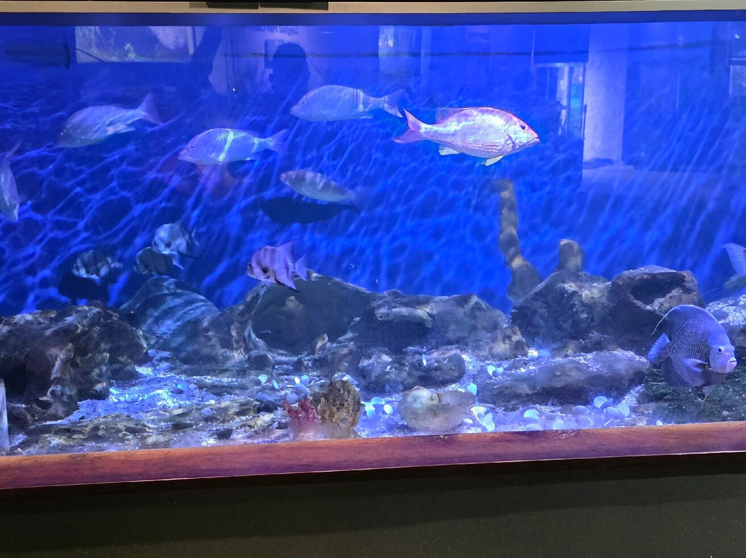 Flint RiverQuarium-奥尔巴尼必去景点