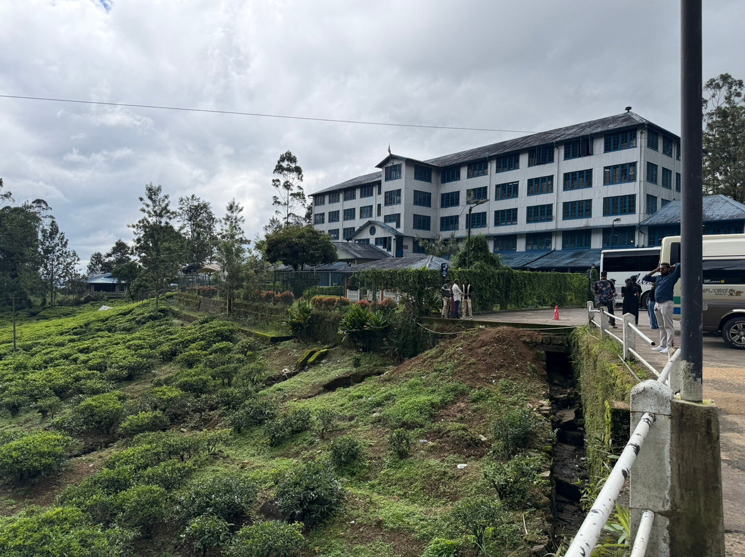 蓝田茶园-奴娃拉伊利雅必去景点