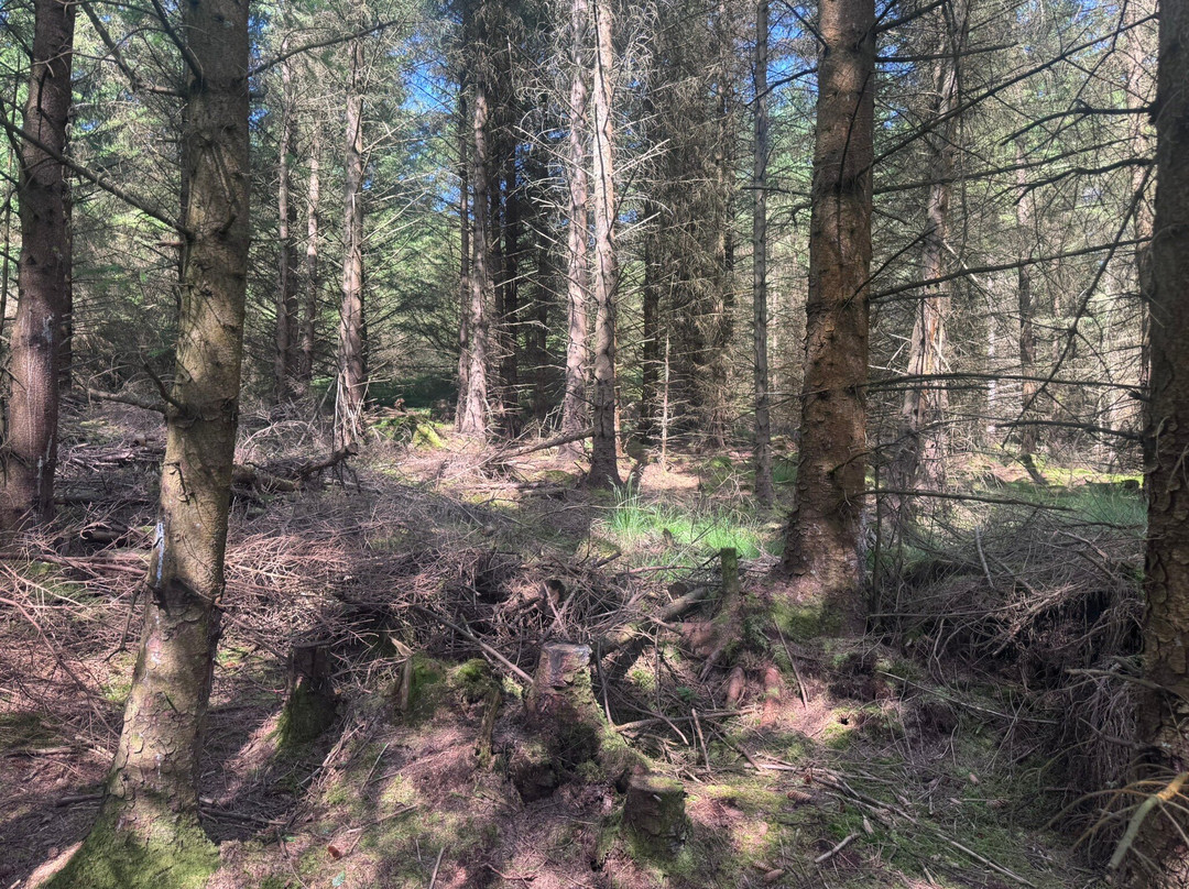 Whinlatter Forest-Braithwaite必去景点