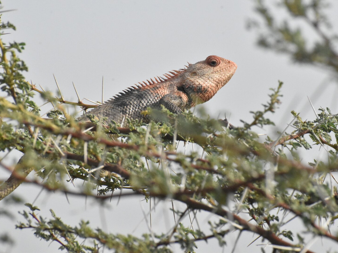 Jorbeer Conservation Reserve-碧卡内必去景点