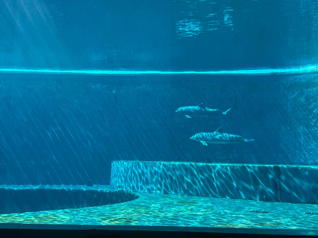 热那亚水族馆-热那亚必去景点