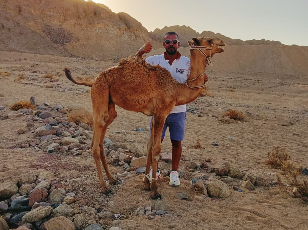 El Sherif Safari-沙姆沙伊赫必去景点