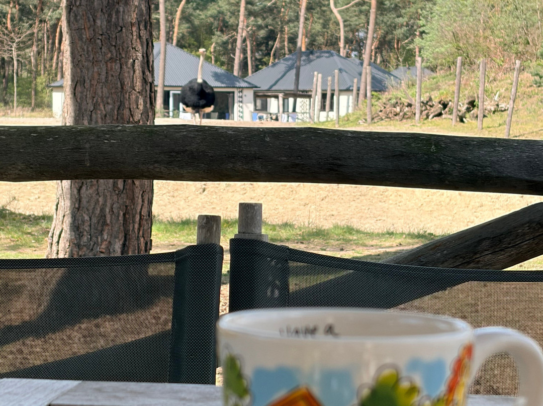 Beekse Bergen Safari Park-希尔法伦贝克必去景点