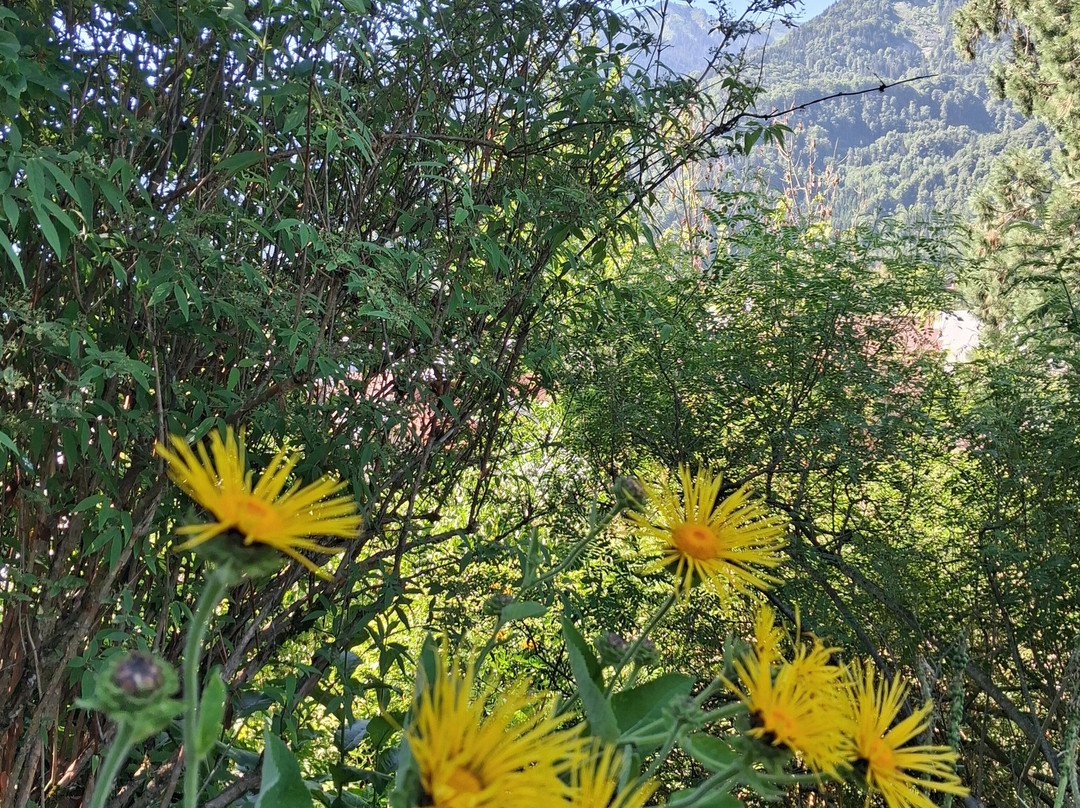 Jardin alpin La Jaÿsinia-Samoens必去景点