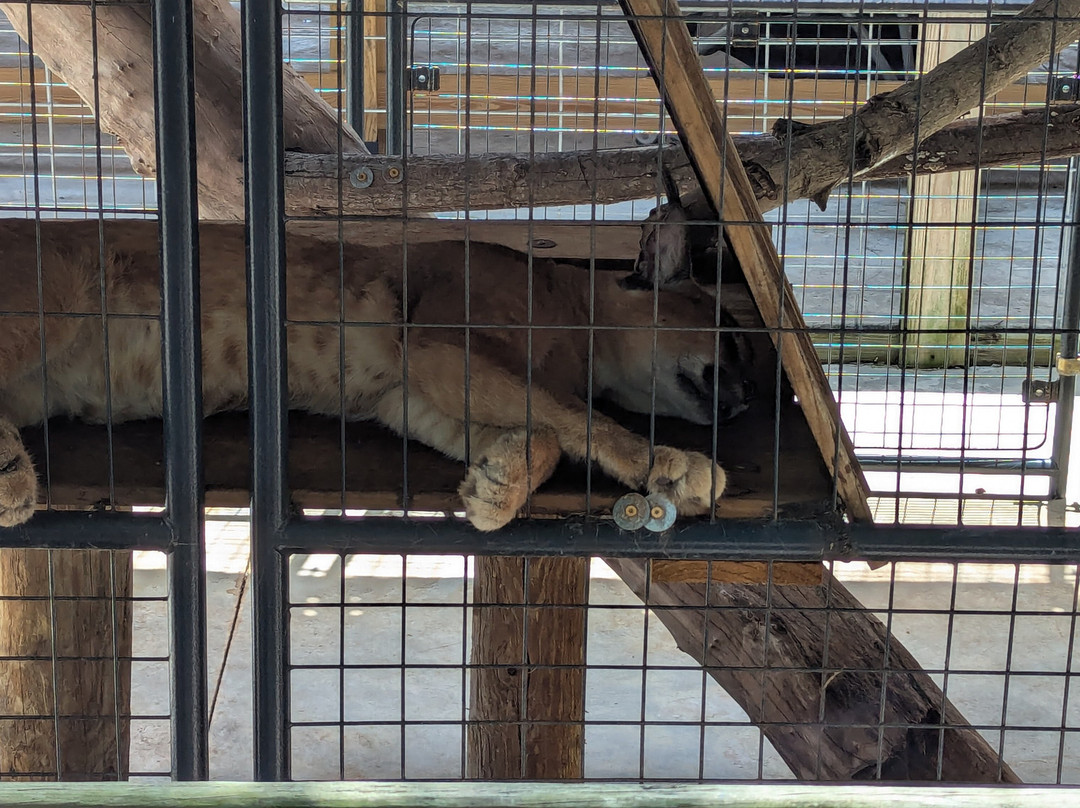 Animal EDventure Park & Safari-博因顿海滩必去景点