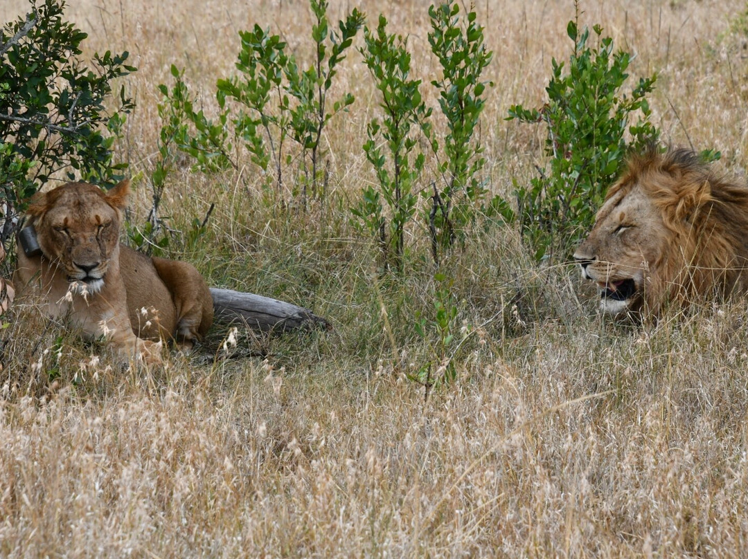 Ol Pejeta Conservancy-Laikipia County必去景点