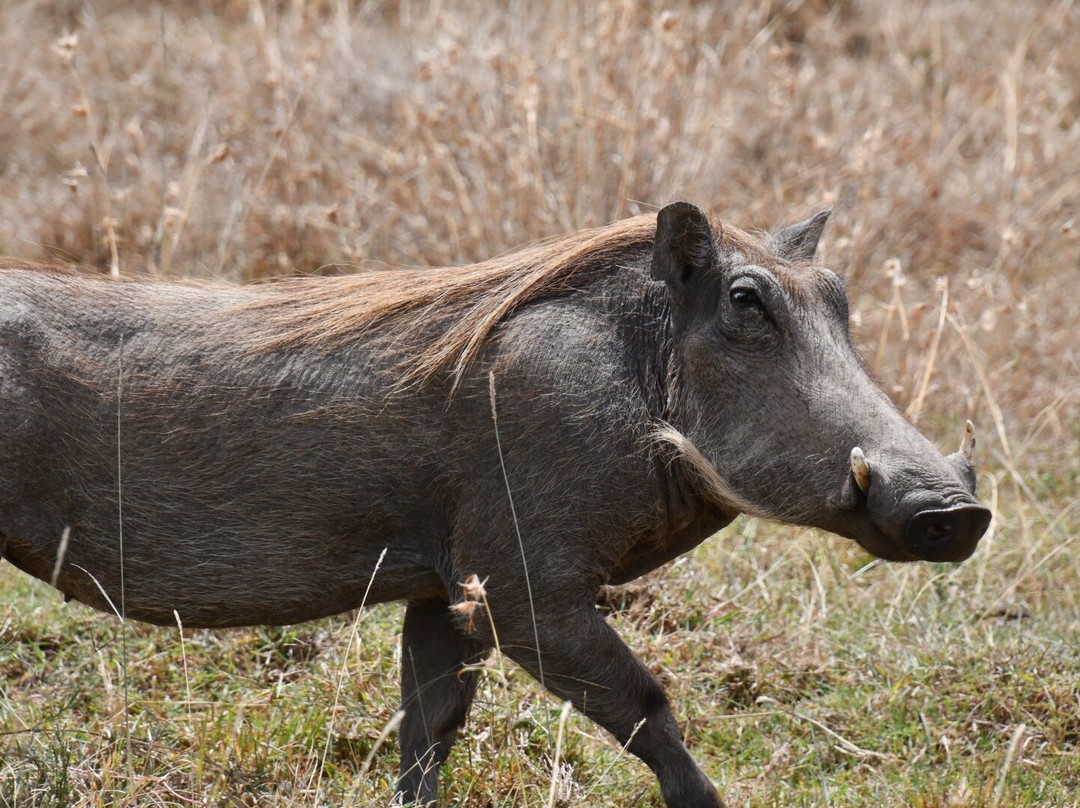 Ol Pejeta Conservancy-Laikipia County必去景点