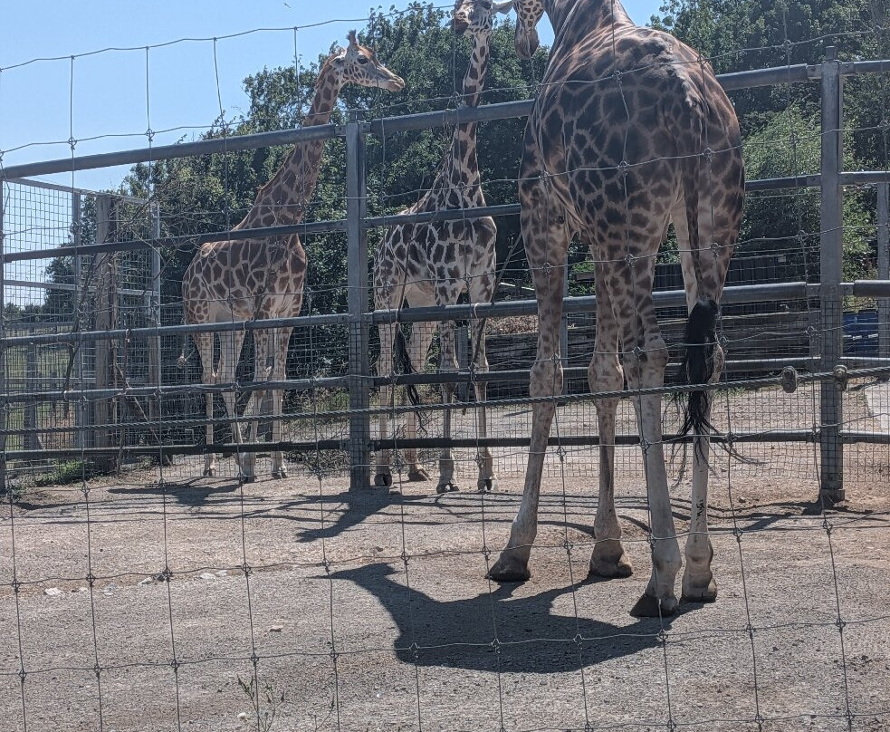 Noah's Ark Zoo Farm-Wraxall必去景点