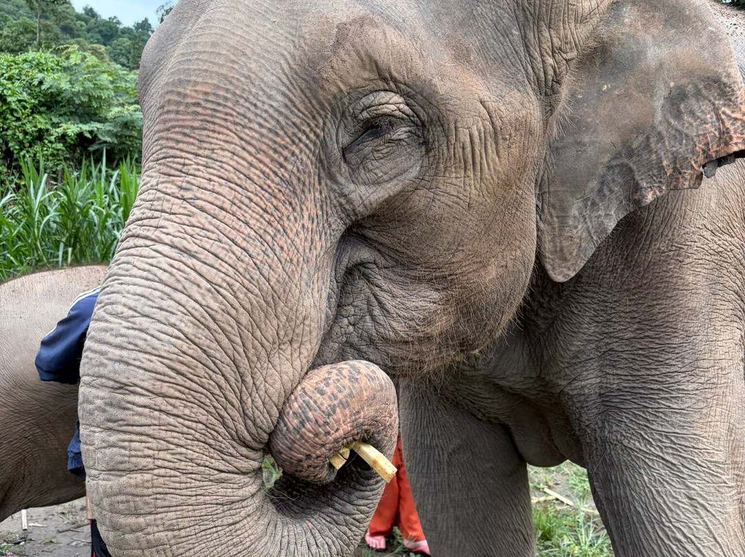 Chiangmai Elephant Home-清迈必去景点