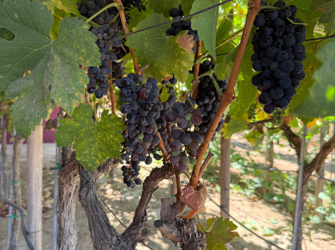 Monte Xanic Bodega Vinícola-Valle de Guadalupe必去景点