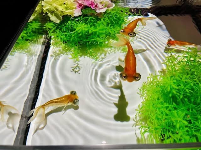 Art Aquarium-Ginza必去景点