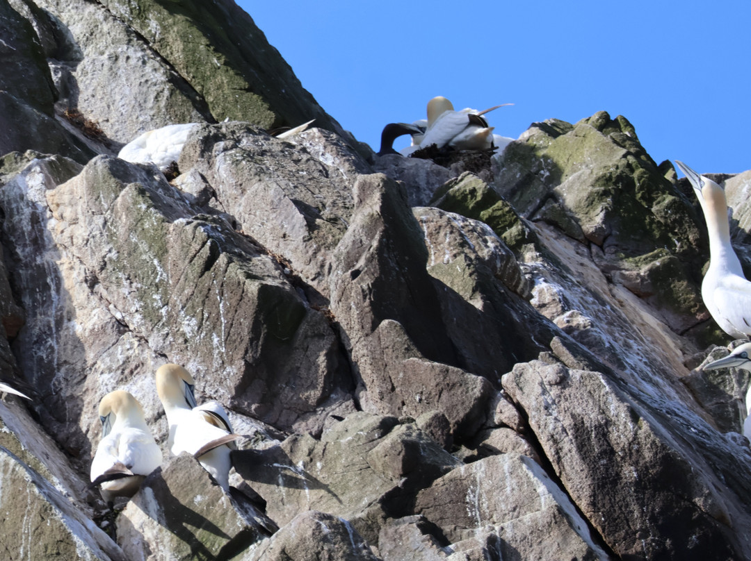 Saltee Islands-Kilmore Quay必去景点